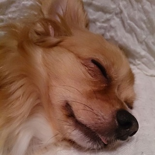 ��o���ĐQ�Ă�`��