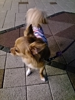��������񂨎U���^�C��