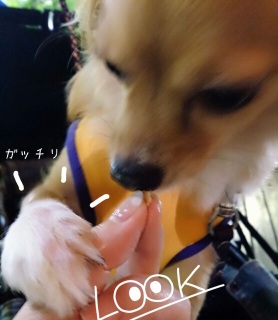 �K�b�`���z�[���h