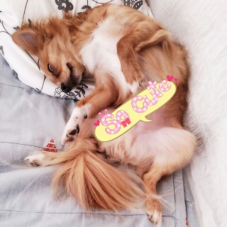 ���j���͒����炨�ƃV�����v�[