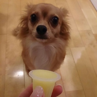 �����V���[�x�b�g