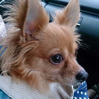くぅちゃんと久しぶりのお出かけ