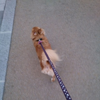 GoGo〜