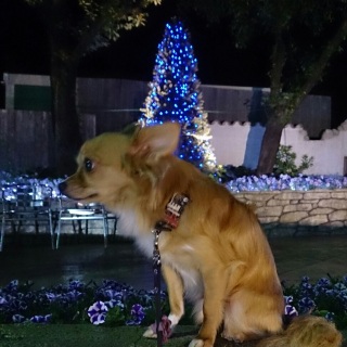 ��:���̉��q�lPA