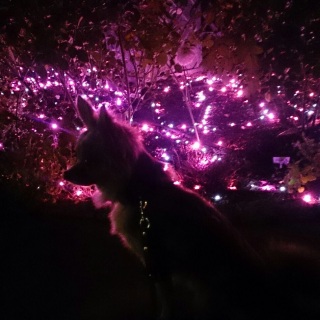 Pink!