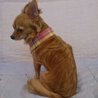 �Rway�����V���c�J���[�̂݇A