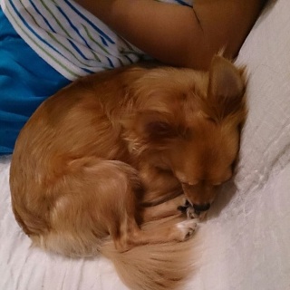 くっつくちゃん