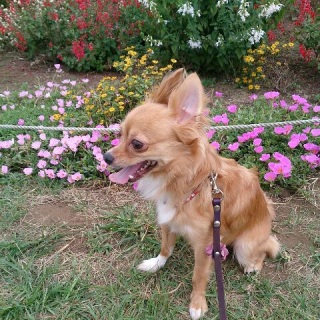 くぅちゃんとお花�A