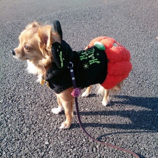 Happy Halloween!