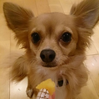 �I�����W�҂�