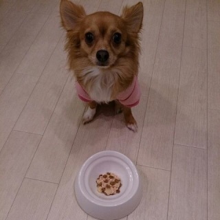 ビシッとお座り!