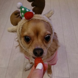 くぅちゃんといちごちゃん�@