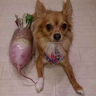 �a���ȃo���_�i�Ǝ��卪