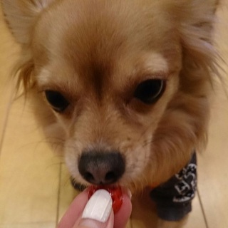 うまうま