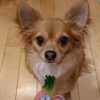 くぅちゃんとブロッコリー