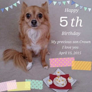 くぅちゃん5歳のお誕生日