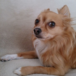 �J�����̉���