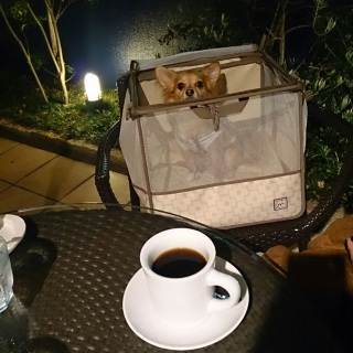 くぅちゃんとアメリカン