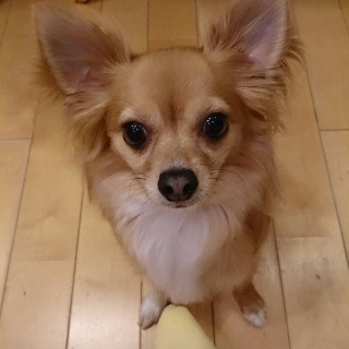���������ƃ����S�����