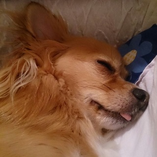ペロ出し
