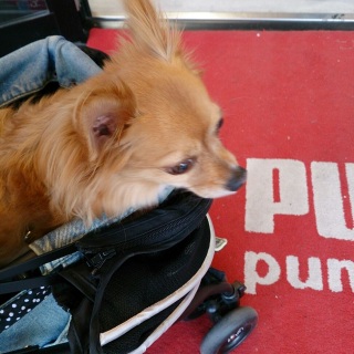 PUMA