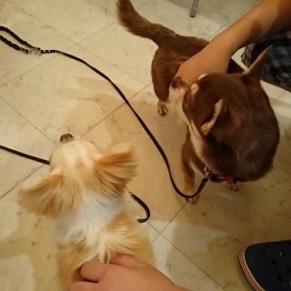 アロハの足元に