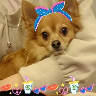 �X�^���v�V��