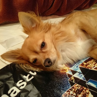 �Q�����܂ł̃J�E���g�_�E��