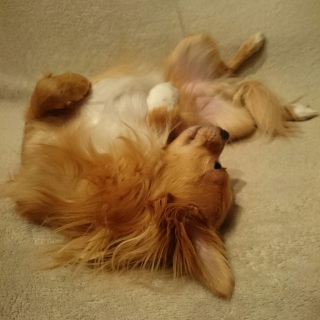 #ヘソ天