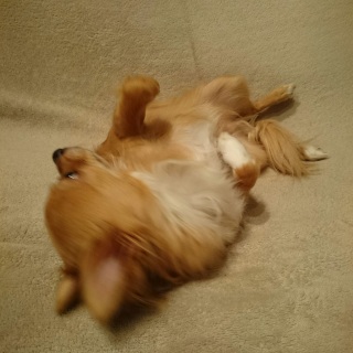 ゴロンゴロン