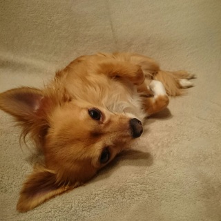 くぅちゃん