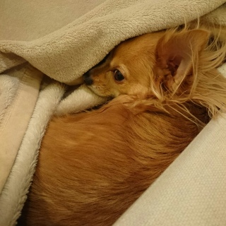 ���f�����ȃ`����