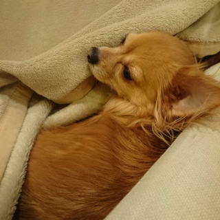 �������炨�܂�