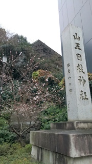 #桜