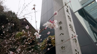 #桜 可愛い♪