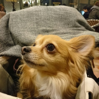 #�J�t�F�~�P�����W�F��