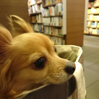 �L�����[�ɂ����悹