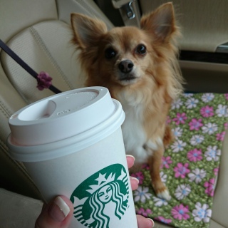くぅちゃんとスタバ
