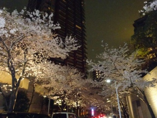 夜桜@六本木ヒルズ 1