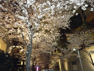 夜桜@六本木ヒルズ 2