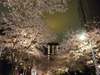 夜桜@六本木ヒルズ 3