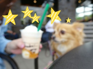 くぅちゃんとスタバ