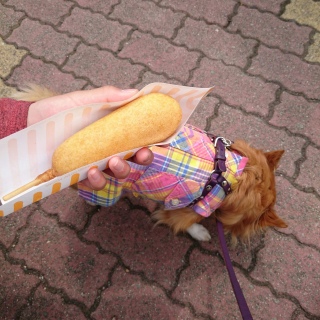 �A�����J���h�b�O