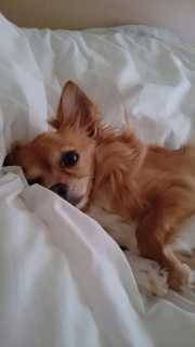 �J�����̉���