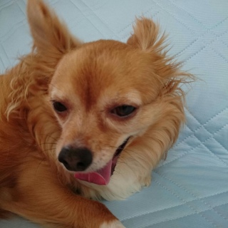 �ӂ�������