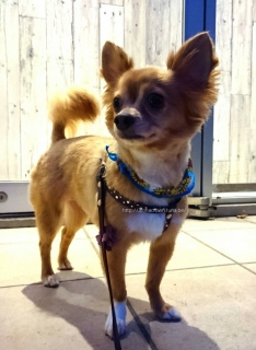 初めての #サマーカット 。