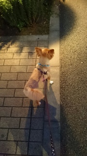 ヘルメットみたい?