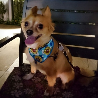 �����ƃj�R�j�R