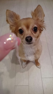 ���f�˂̂���������