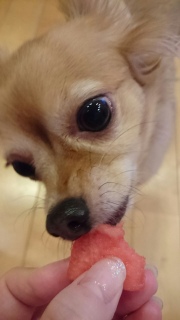 ���������ƃX�C�J ���m��